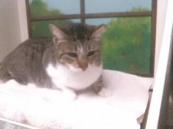 Domestic Short Hair Cats Available for Adoption - STROMBOLI | PetCurious