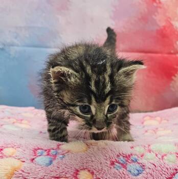 Domestic Short Hair Cats Available for Adoption in Washington Court House, Ohio - Suds | PetCurious