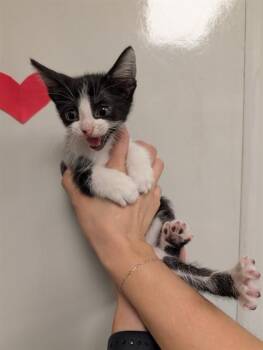 COMET - NEEDS A FOSTER -  Domestic Short Hair Cat for Adoption in Ontario, California - COMET - NEEDS A FOSTER | PetCurious