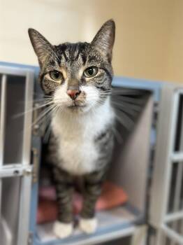 Domestic Short Hair Cats Available for Adoption - CAMARO | PetCurious