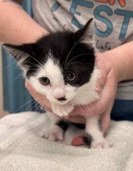 Domestic Short Hair Cats Available for Adoption in Fishers, Indiana - Swiss | PetCurious