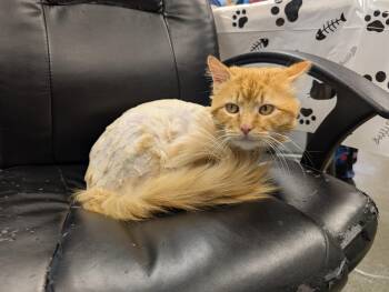 Domestic Short Hair Cats Available for Adoption - Tricky Man | PetCurious