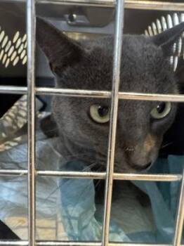 Domestic Short Hair Cats Available for Adoption in Farmers Branch, Texas - Yoko | PetCurious