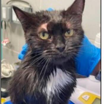 Bastet -  Domestic Short Hair Cat for Adoption in New York, New York - Bastet | PetCurious