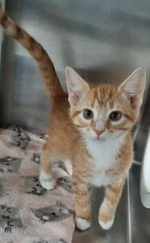 Domestic Short Hair Cats Available for Adoption in Georgetown, Ohio - Sage | PetCurious