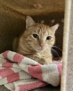Cactus -  Domestic Short Hair Cat for Adoption in New Hope, Pennsylvania - Cactus | PetCurious