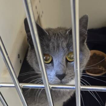 Rescue Domestic Short Hair Cats for Adoption in Tawas City, Michigan - Cayenne | PetCurious