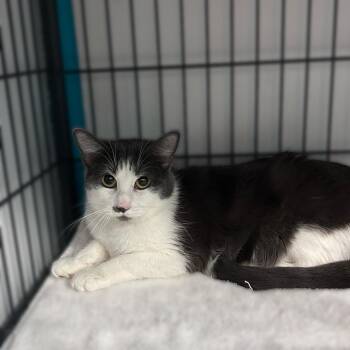 Donna Chang -  Domestic Short Hair Cat Available for Adoption in Davenport, Iowa - Donna Chang | PetCurious