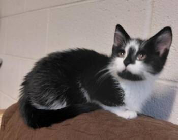 Domestic Short Hair Cats Available for Adoption in Wilkesboro, North Carolina - Anthony | PetCurious