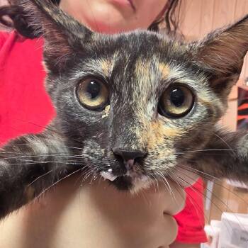Spunky Junior -  Domestic Short Hair Cat for Adoption in Leander, Texas - Spunky Junior | PetCurious