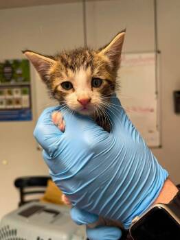 Friday -  Domestic Short Hair Cat for Adoption in Bolivar, Missouri - Friday | PetCurious