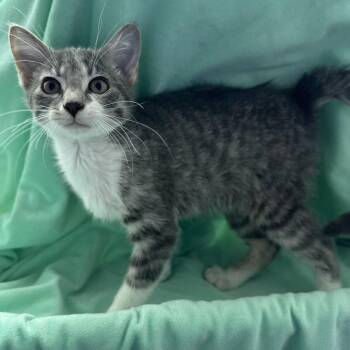 Ringo -  Domestic Short Hair Cat for Adoption in Matteson, Illinois - Ringo | PetCurious