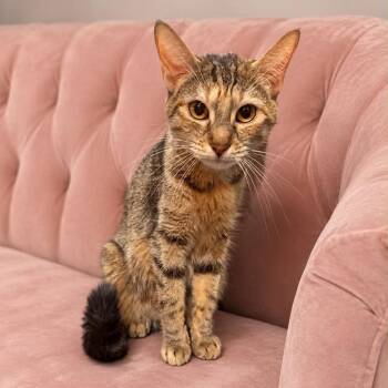 Hazel Crock -  Domestic Short Hair Cat for Adoption in Eagle Mountain, Utah - Hazel Crock | PetCurious