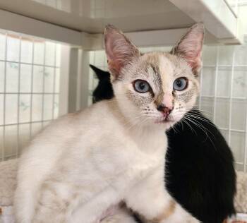Ghost & Serrano -  Siamese Cat for Adoption in Kirkland, Washington - Ghost & Serrano | PetCurious