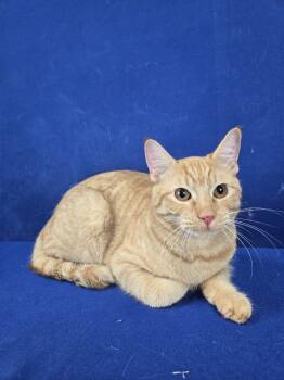 Rescue American Shorthair Cats for Adoption in Ruston, Louisiana - Carrot | PetCurious