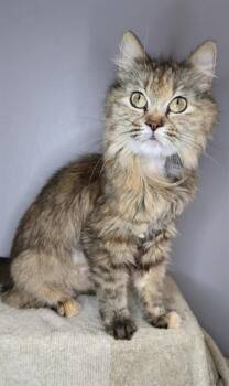 MARCEL -  Domestic Medium Hair and Domestic Short Hair Cat for Adoption in Omaha, Nebraska - MARCEL | PetCurious