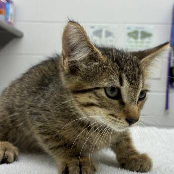 Dobby -  Domestic Short Hair Cat for Adoption in Corpus Christi, Texas - Dobby | PetCurious