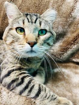 Domestic Short Hair Cats Available for Adoption in Alexandria, Minnesota - Romeo | PetCurious