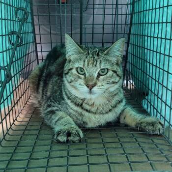 Domestic Short Hair Cats Available for Adoption in Coos Bay, Oregon - Lil Bit | PetCurious