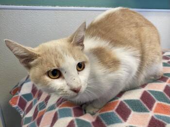 Rescue Domestic Short Hair and Manx Cats for Adoption in Sarasota, Florida - JANICE | PetCurious