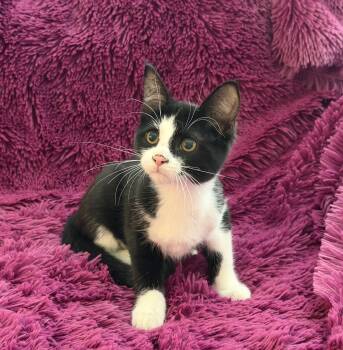 JASPER - CUDDLY BOTTLE BABY LOVERGIRL -  Domestic Short Hair Cat for Adoption in Plano, Texas - JASPER - CUDDLY BOTTLE BABY LOVERGIRL | PetCurious