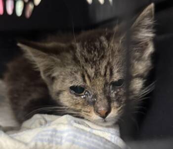 Minion -  Domestic Short Hair Cat for Adoption in Saint Clairsville, Ohio - Minion | PetCurious
