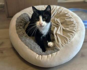 Wren -Playful Velcro Kitten -  Domestic Short Hair Cat for Adoption in Lemoyne, Pennsylvania - Wren -Playful Velcro Kitten | PetCurious