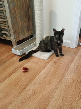 Rescue Tortoiseshell Cats for Adoption in Denver, North Carolina - Miss Jazzy | PetCurious