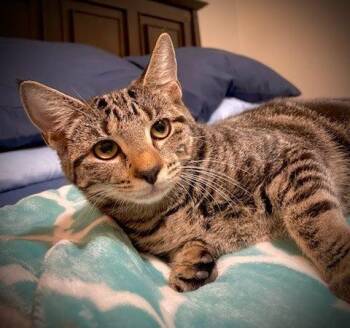 Wren -  Domestic Short Hair Cat for Adoption in Raleigh, North Carolina - Wren | PetCurious