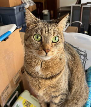 Rescue Domestic Short Hair Cats for Adoption in Los Angeles, California - Sage | PetCurious