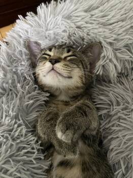 WESTON -  Domestic Short Hair Cat for Adoption in Ocean Township, New Jersey - WESTON | PetCurious