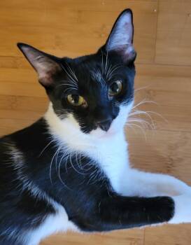 Rescue Domestic Medium Hair Cats for Adoption in Palmer, Alaska - Raksha | PetCurious