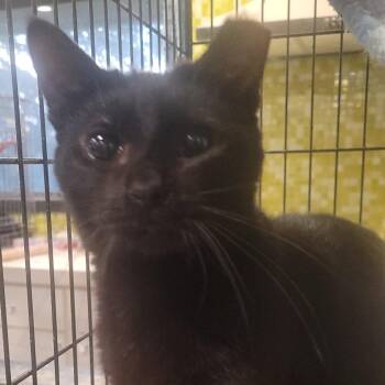 Coady Robervale MQ -  Domestic Short Hair Cat for Adoption in Rochester, Minnesota - Coady Robervale MQ | PetCurious