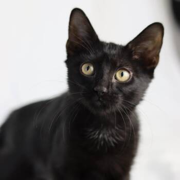 Rescue Domestic Short Hair Cats for Adoption in Quail Heights, Florida - Harmonica | PetCurious