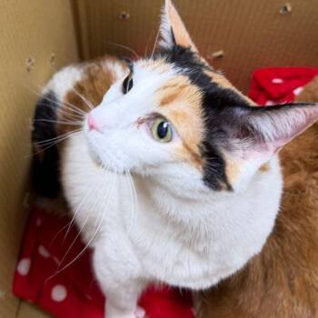 Domestic Short Hair Cats Available for Adoption in Kingman, Arizona - Sally | PetCurious