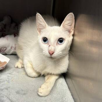 Remi Button -  Domestic Short Hair Cat for Adoption in Beaumont, Texas - Remi Button | PetCurious