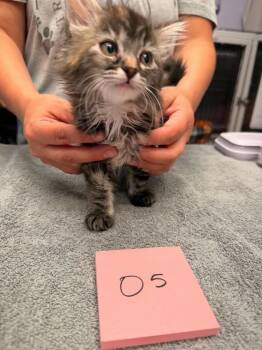 Mocha -  Domestic Short Hair Cat for Adoption in Vancouver, Washington - Mocha | PetCurious