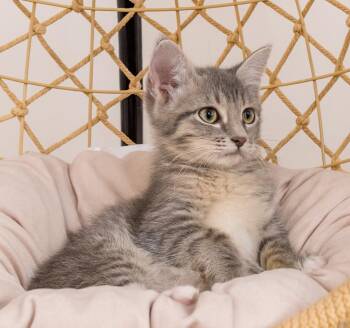 Rescue Domestic Short Hair and Tabby Cats for Adoption in Lemont, Illinois - Dyaa | PetCurious