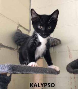 Kalypso -  Domestic Short Hair Cat for Adoption in Washington, Georgia - Kalypso | PetCurious