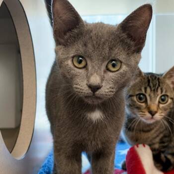 Vernon -  Domestic Short Hair Cat for Adoption in Gloucester, Virginia - Vernon | PetCurious