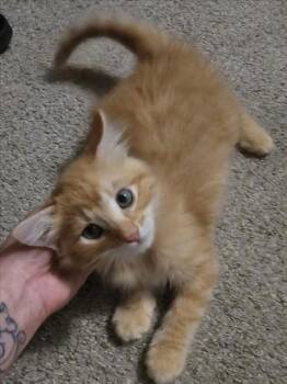 *NARANJA -  Domestic Short Hair Cat for Adoption in Woodland, California - *NARANJA | PetCurious