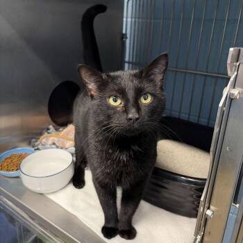 Domestic Short Hair Cats Available for Adoption - Vader | PetCurious