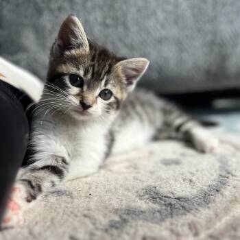 West Coast Ranger -  Domestic Short Hair Cat for Adoption in Fredericksburg, Virginia - West Coast Ranger | PetCurious