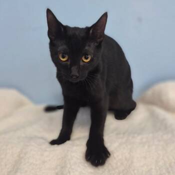 Ember -  Domestic Short Hair Cat for Adoption in Wahiawa, Hawaii - Ember | PetCurious