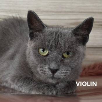 Violin -  Domestic Short Hair Cat for Adoption in Yuma, Arizona - Violin | PetCurious