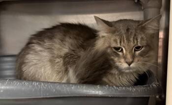 PHOENIX -  Domestic Long Hair Cat for Adoption in Wyandotte, Michigan - PHOENIX | PetCurious