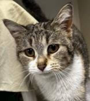 Domestic Short Hair Cats Available for Adoption in Lansing, Michigan - Olivia  | PetCurious