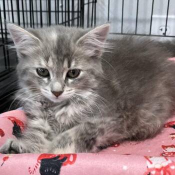 Elephant Ear - Chow Hound Northland -  Domestic Long Hair Cat for Adoption in Grand Rapids, Michigan - Elephant Ear - Chow Hound Northland | PetCurious