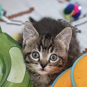 Mocha -  Domestic Short Hair Cat for Adoption in Calgary, Alberta - Mocha | PetCurious