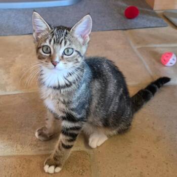 Toro -  Domestic Short Hair Cat for Adoption in Jamestown, North Dakota - Toro | PetCurious